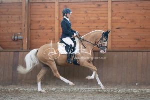 ZfdP Bundesschau Reitpferdeprfg. 14