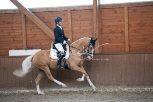 ZfdP Bundesschau Reitpferdeprfg. 17