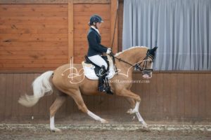 ZfdP Bundesschau Reitpferdeprfg. 19