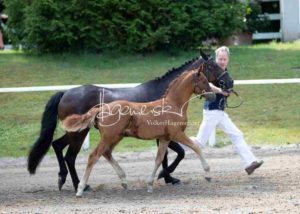 Fohlenregistrierung PSB Schönhorst 26