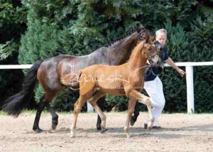 Fohlenregistrierung PSB Schönhorst 27