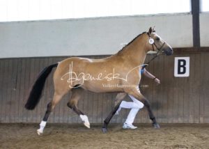 PSB Eliteschau Padenstedt 1