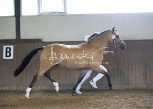 PSB Eliteschau Padenstedt 2