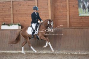 ZfdP Bundesschau Reitpferdeprfg. 21