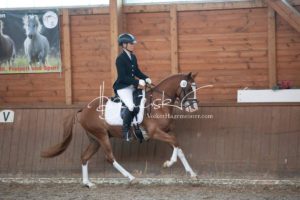 ZfdP Bundesschau Reitpferdeprfg. 22