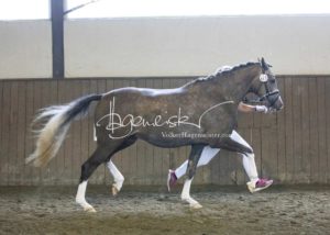 PSB Eliteschau Padenstedt 3