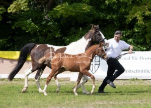 ZfdP Bundesschau Teilnehmer und Impressionen 3
