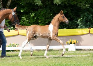 ZfdP Bundesschau Teilnehmer und Impressionen 6