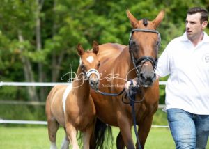 ZfdP Bundesschau Teilnehmer und Impressionen 8