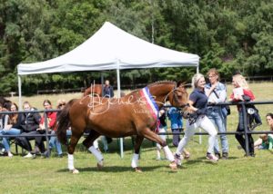 PSB Eliteschau Padenstedt 5