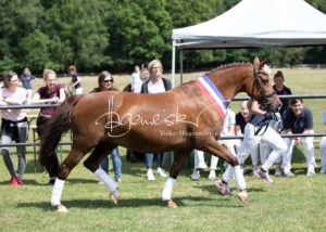 PSB Eliteschau Padenstedt 6