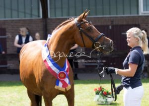 PSB Eliteschau Padenstedt 7