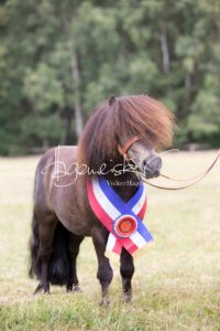 PSB Eliteschau Padenstedt 11