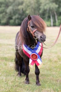 PSB Eliteschau Padenstedt 12