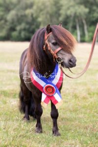 PSB Eliteschau Padenstedt 13