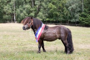 PSB Eliteschau Padenstedt 14