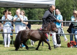 PSB Eliteschau Padenstedt 15