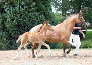 Fohlenregistrierung PSB Schönhorst 28