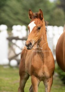Fohlenregistrierung PSB Schönhorst 29