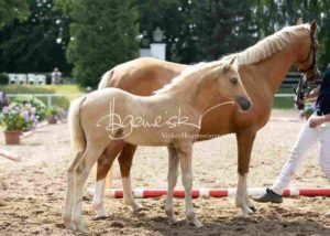 Fohlenregistrierung PSB Schönhorst 30