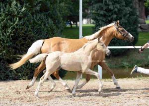 Fohlenregistrierung PSB Schönhorst 1