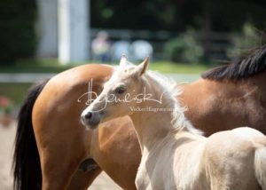 Fohlenregistrierung PSB Schönhorst 4
