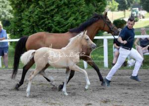 Fohlenregistrierung PSB Schönhorst 5