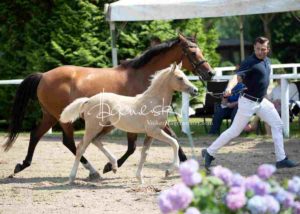 Fohlenregistrierung PSB Schönhorst 6