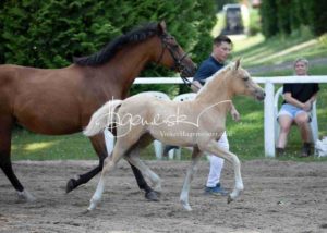 Fohlenregistrierung PSB Schönhorst 7