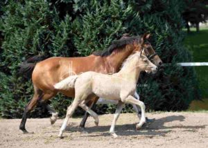 Fohlenregistrierung PSB Schönhorst 8