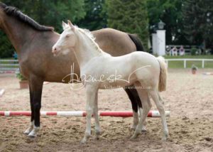Fohlenregistrierung PSB Schönhorst 9