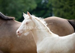 Fohlenregistrierung PSB Schönhorst 10