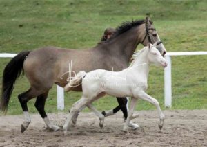 Fohlenregistrierung PSB Schönhorst 11