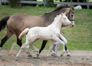 Fohlenregistrierung PSB Schönhorst 12