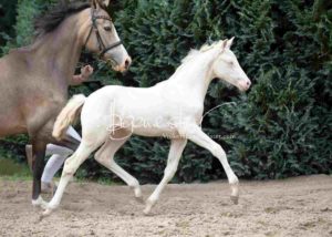 Fohlenregistrierung PSB Schönhorst 13