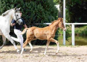 Fohlenregistrierung PSB Schönhorst 15