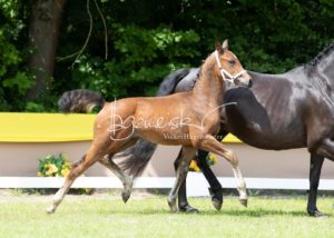 ZfdP Bundesschau Teilnehmer und Impressionen 10