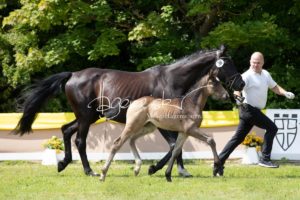 ZfdP Bundesschau Teilnehmer und Impressionen 11