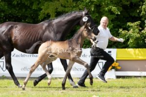 ZfdP Bundesschau Teilnehmer und Impressionen 12