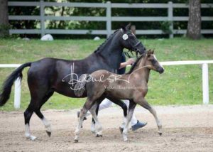 Fohlenregistrierung PSB Schönhorst 16