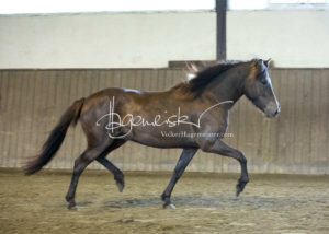 PSB Eliteschau Padenstedt 16