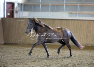 PSB Eliteschau Padenstedt 17