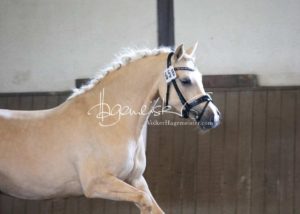 PSB Eliteschau Padenstedt 18