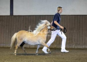 PSB Eliteschau Padenstedt 19