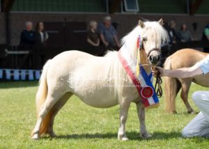 PSB Eliteschau Padenstedt 22