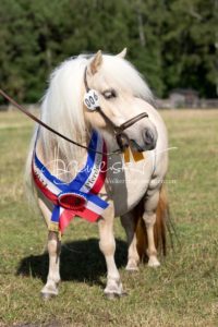 PSB Eliteschau Padenstedt 24