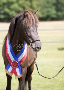 PSB Eliteschau Padenstedt 26