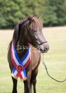 PSB Eliteschau Padenstedt 27