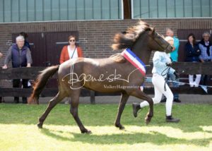 PSB Eliteschau Padenstedt 28