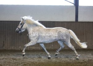 PSB Eliteschau Padenstedt 30